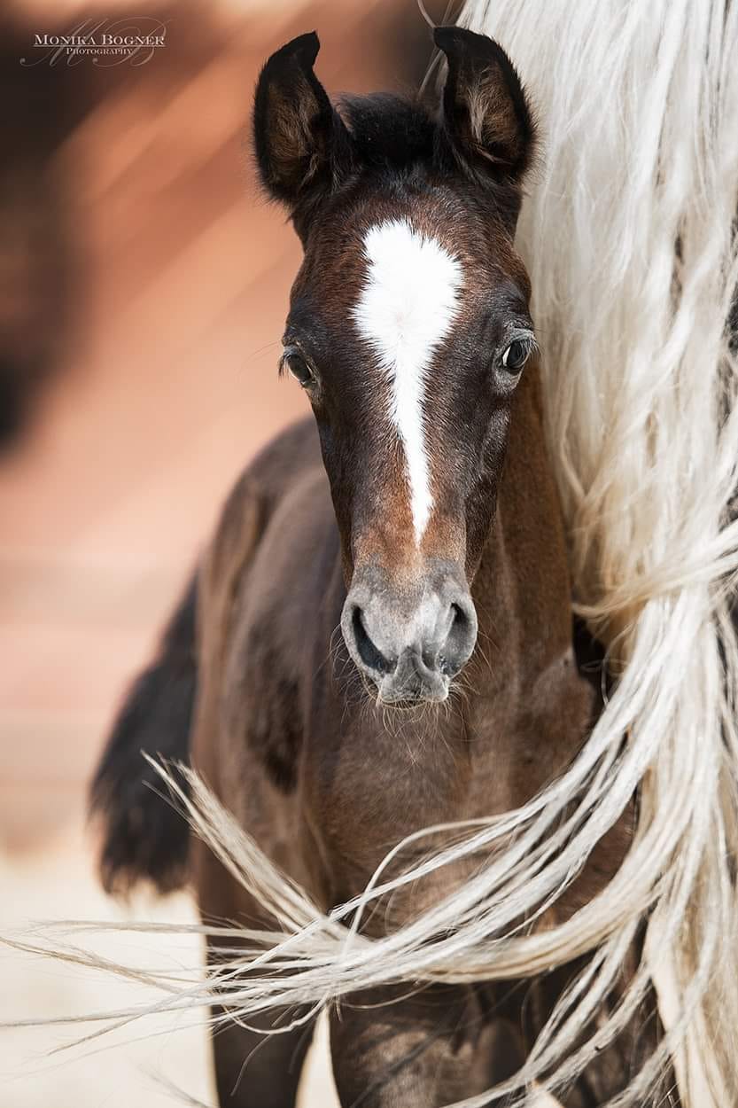 Photo by Monika Bogner Photography